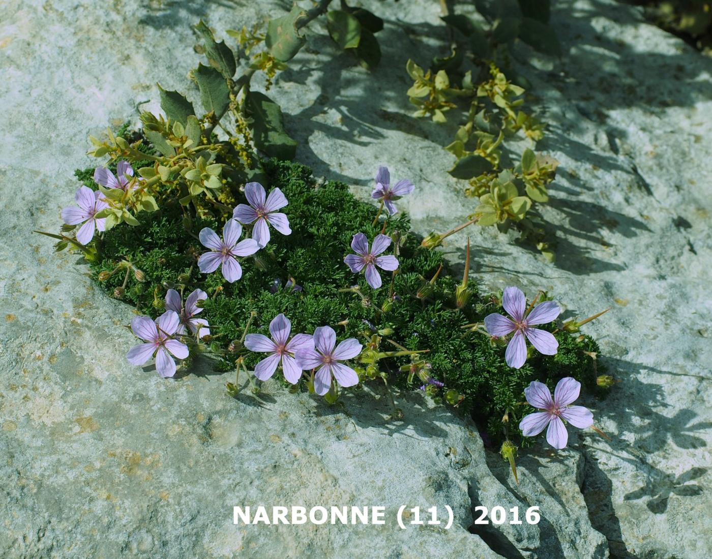 Storksbill plant